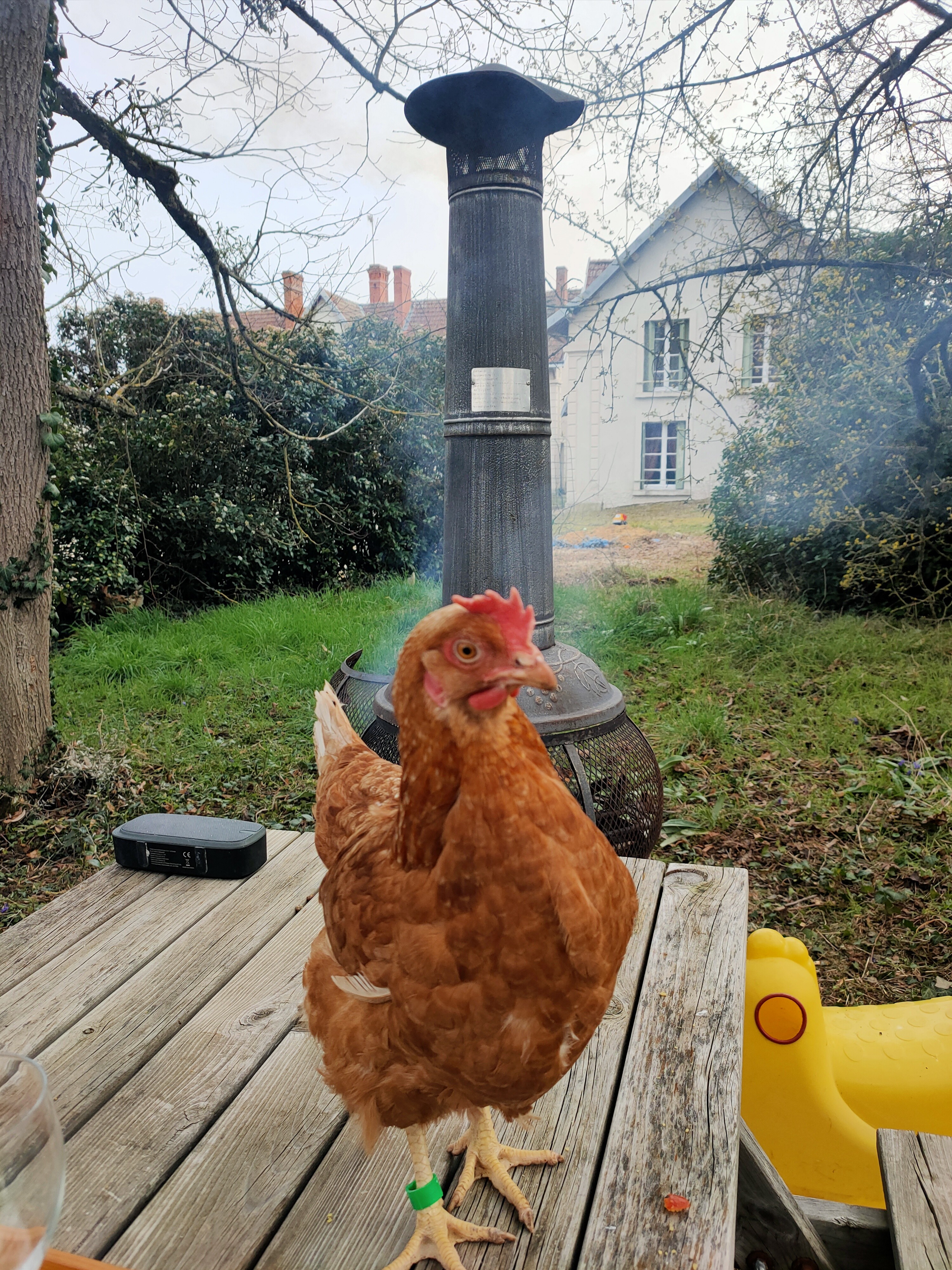 Poule des termelles